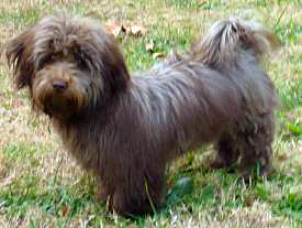 premiere havanese