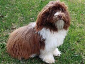 premiere havanese