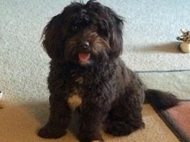 Premier havanese deals